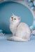 Dana | British Shorthair Kitten