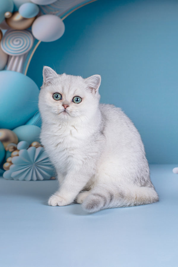 Dana | British Shorthair Kitten
