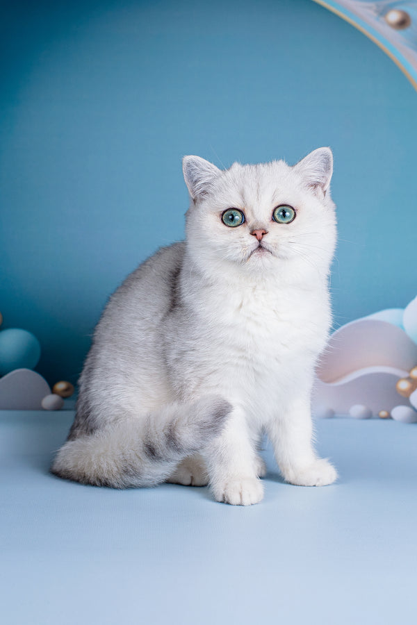 Dana | British Shorthair Kitten