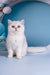 Dana | British Shorthair Kitten