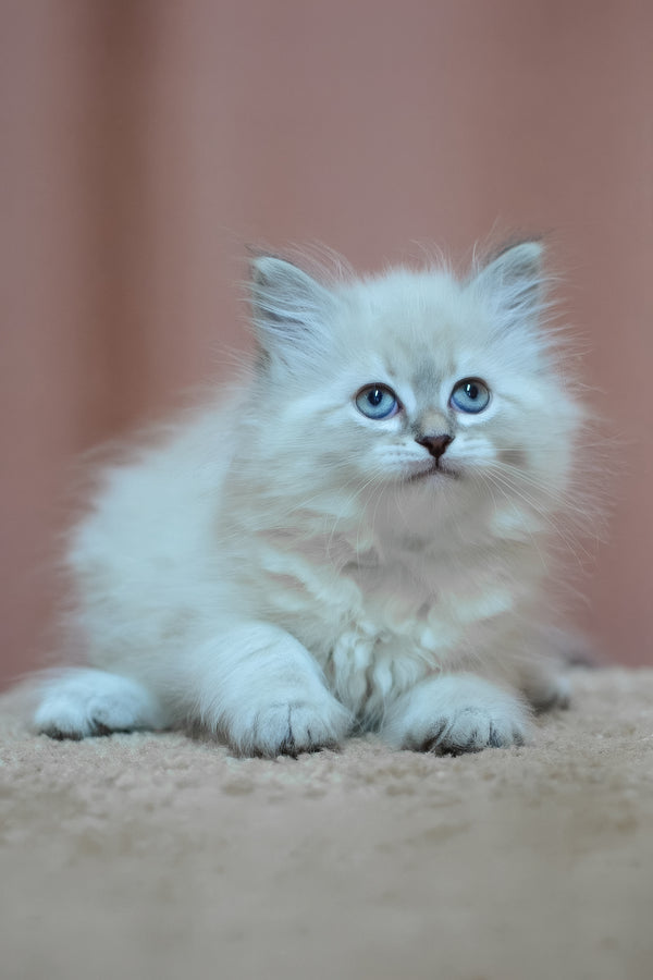 Dana | Siberian Kitten