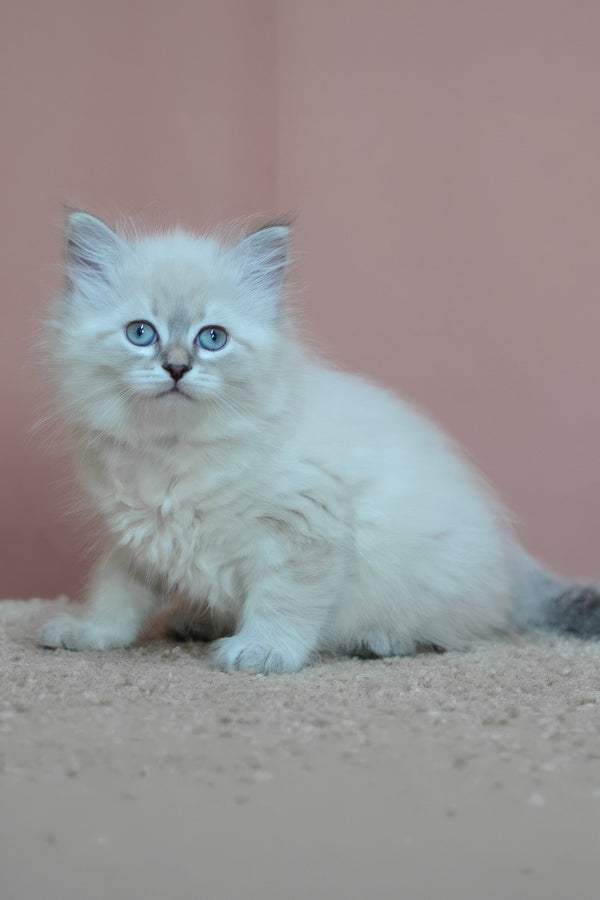 Dana | Siberian Kitten