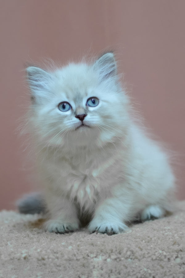 Dana | Siberian Kitten