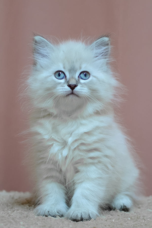 Dana | Siberian Kitten