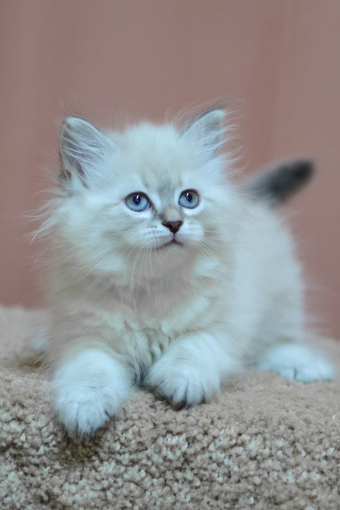 Dana | Siberian Kitten