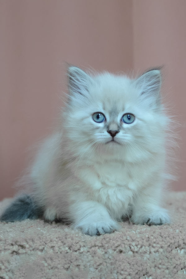 Dana | Siberian Kitten