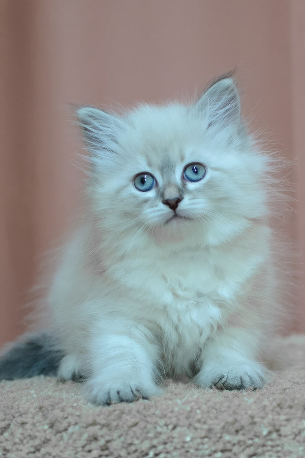 Dana | Siberian Kitten