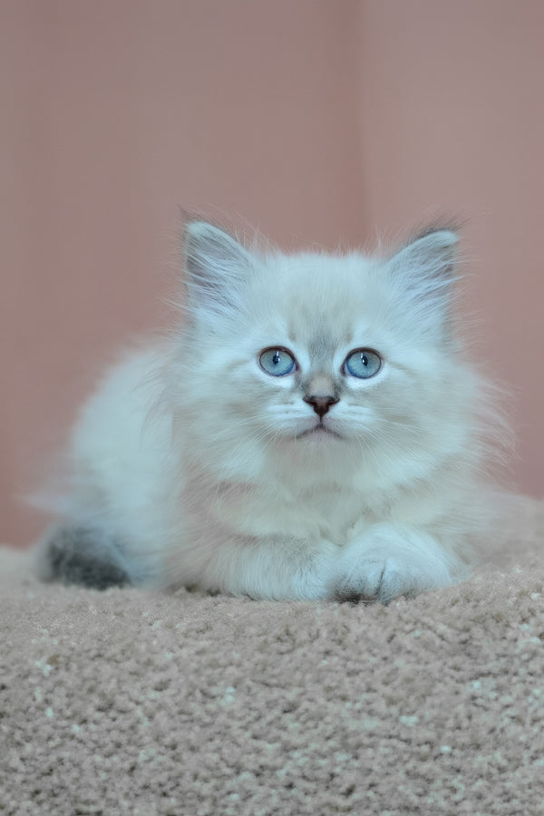 Dana | Siberian Kitten
