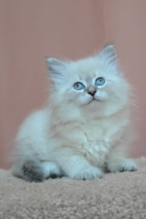 Dana | Siberian Kitten