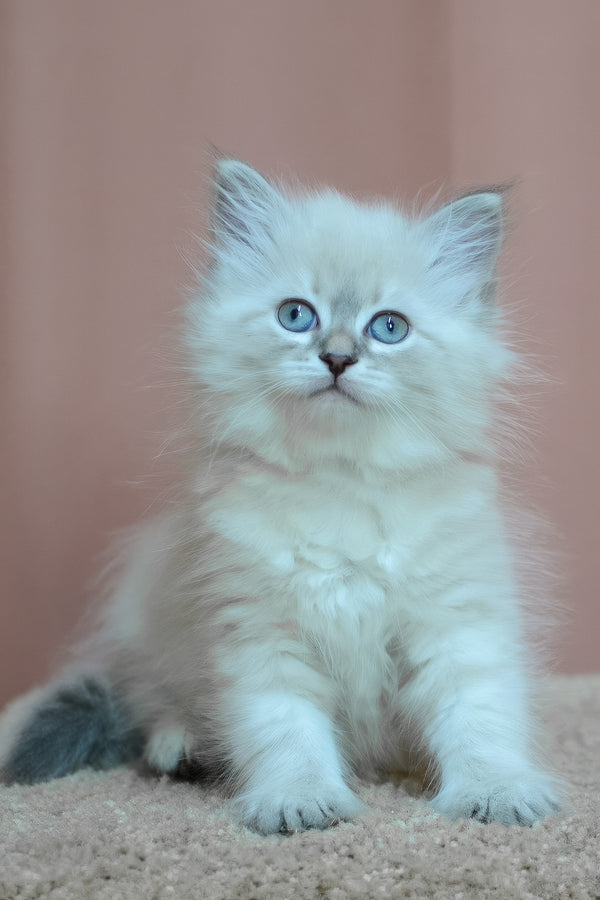 Dana | Siberian Kitten