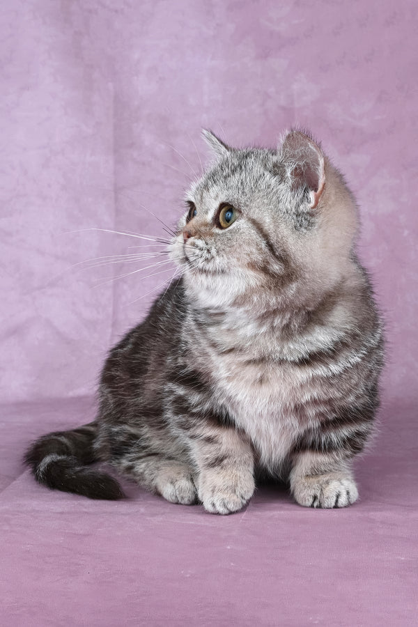 Dana | Minuet Kitten