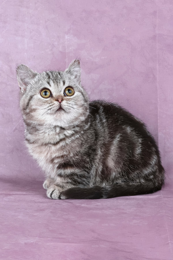 Dana | Minuet Kitten
