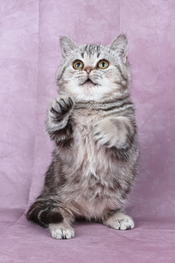 Dana | Minuet Kitten