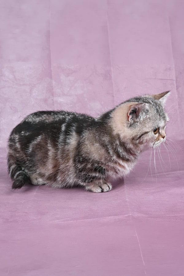 Dana | Minuet Kitten