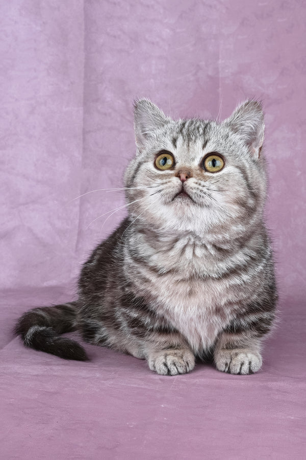 Dana | Minuet Kitten