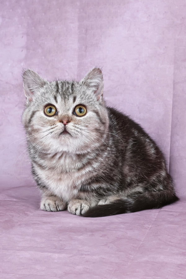 Dana | Minuet Kitten