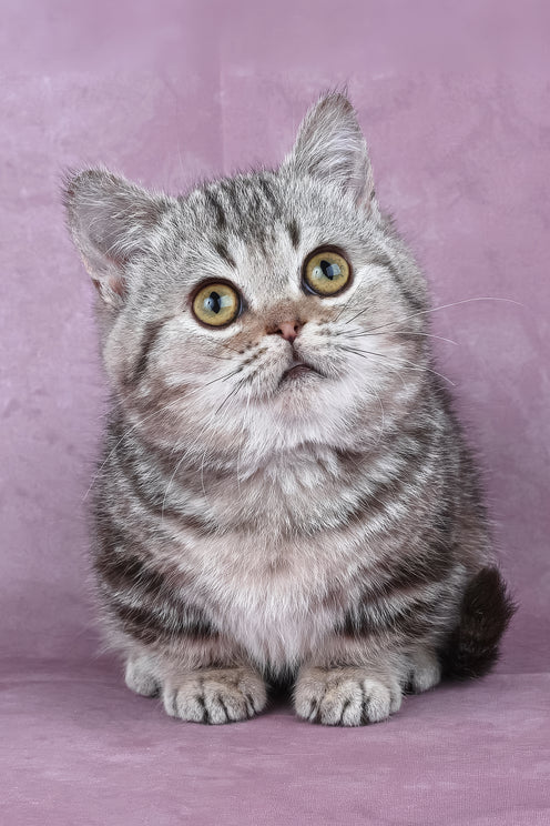 Dana | Minuet Kitten