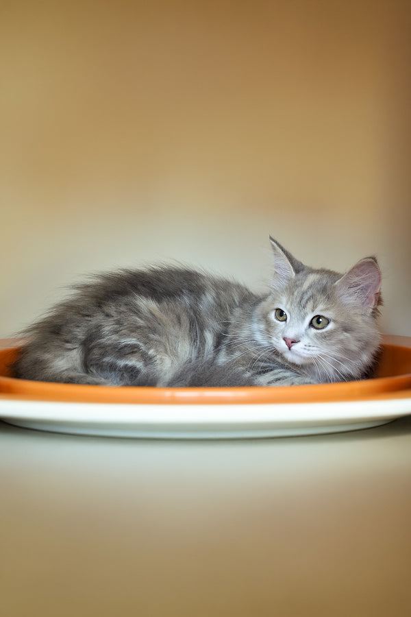 Dana | Siberian Kitten