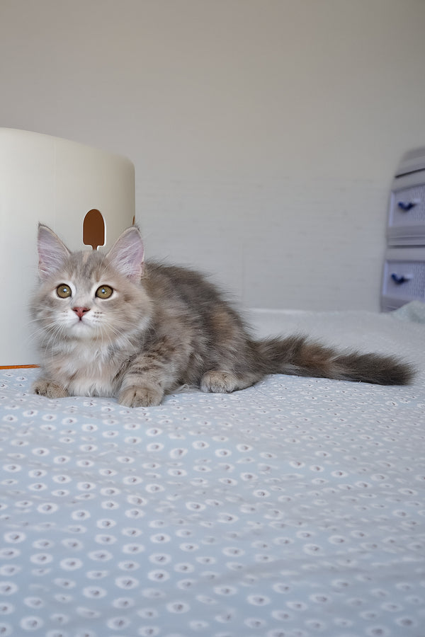 Dana | Siberian Kitten