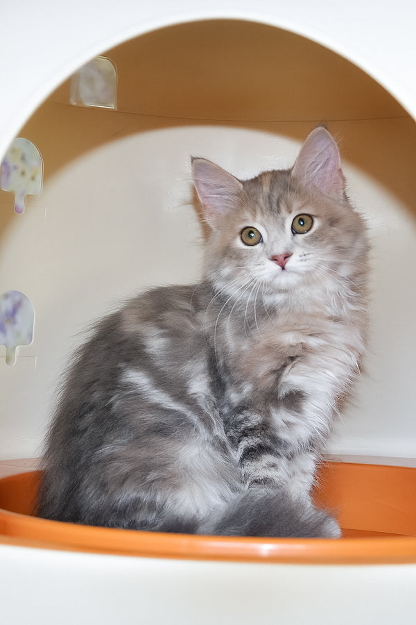 Dana | Siberian Kitten