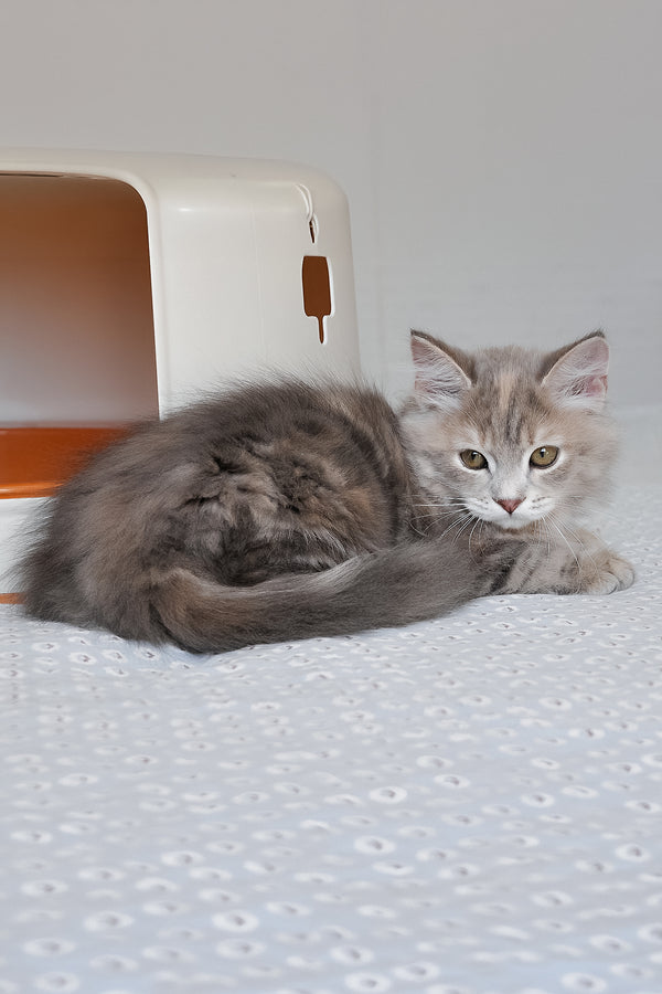 Dana | Siberian Kitten