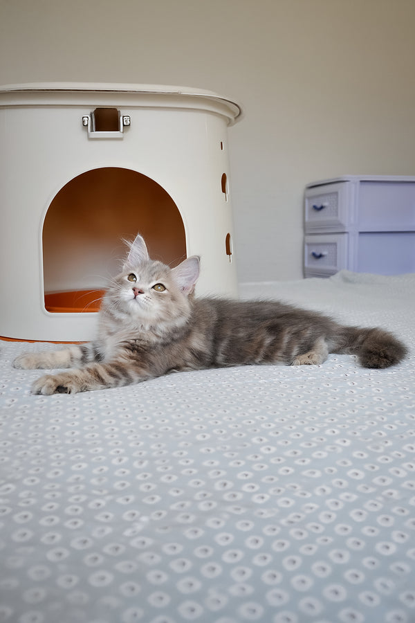 Dana | Siberian Kitten