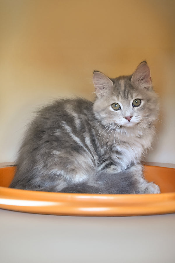 Dana | Siberian Kitten