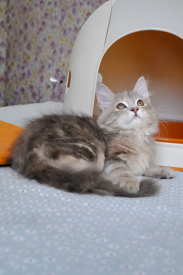 Dana | Siberian Kitten