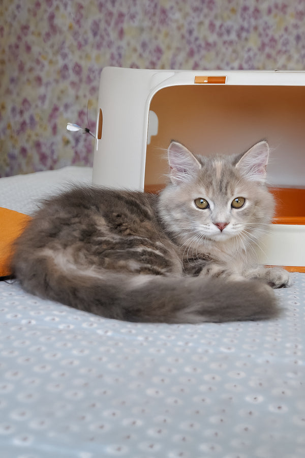 Dana | Siberian Kitten