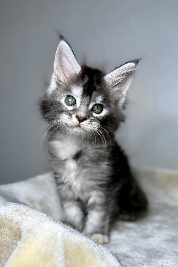 Dana | Maine Coon Kitten
