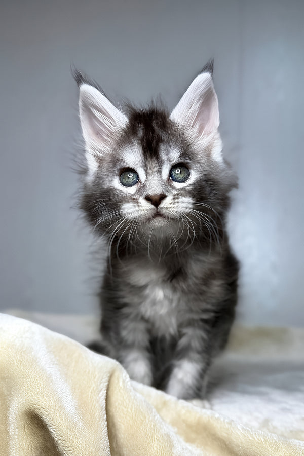 Dana | Maine Coon Kitten