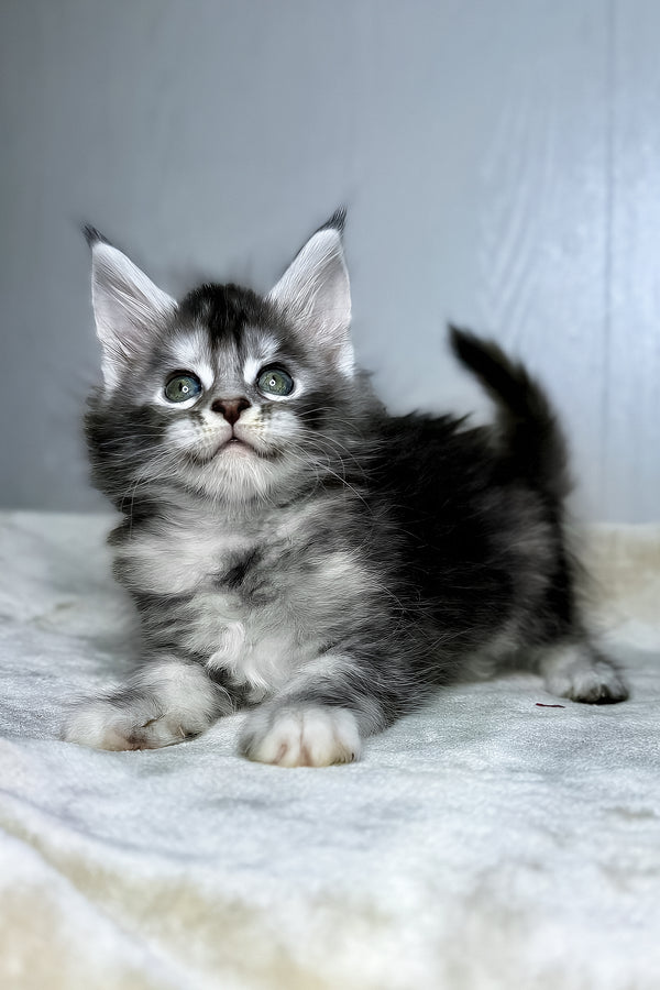 Dana | Maine Coon Kitten