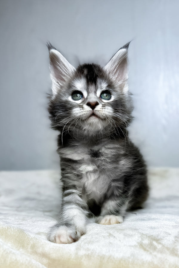 Dana | Maine Coon Kitten