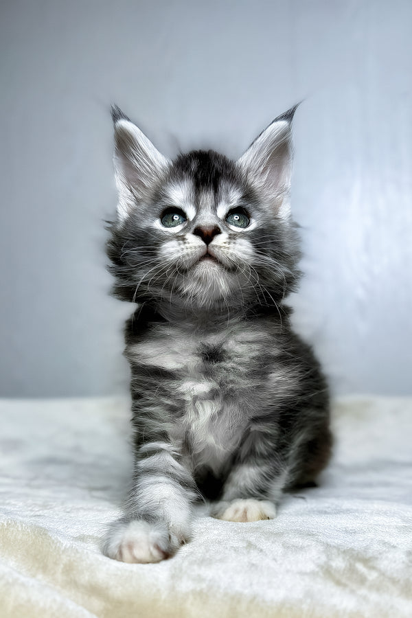 Dana | Maine Coon Kitten