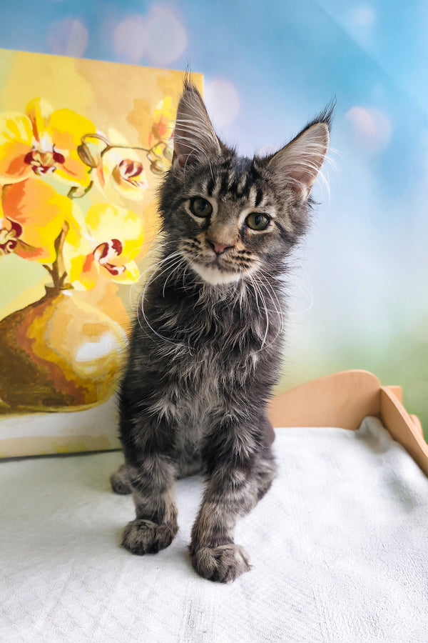 Sandokan | Maine Coon Kitten