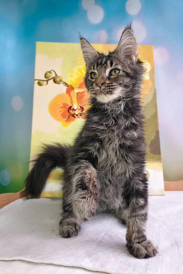 Sandokan | Maine Coon Kitten
