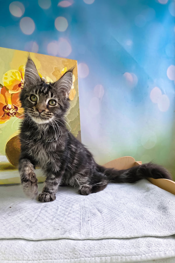 Sandokan | Maine Coon Kitten