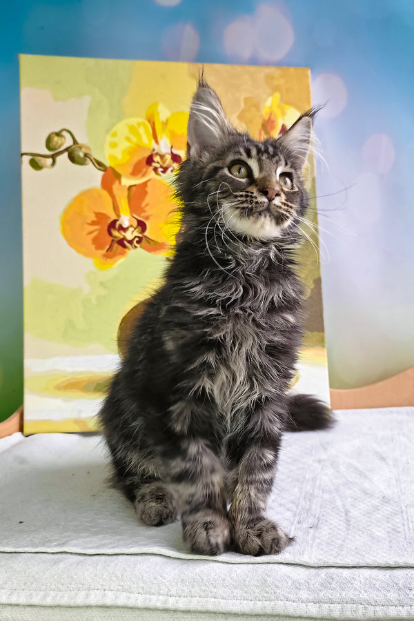 Sandokan | Maine Coon Kitten