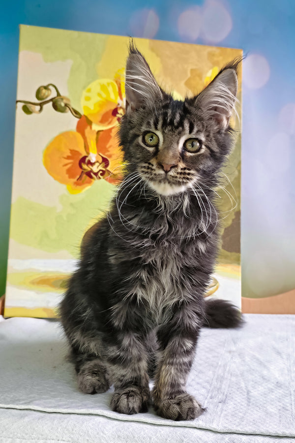 Sandokan | Maine Coon Kitten