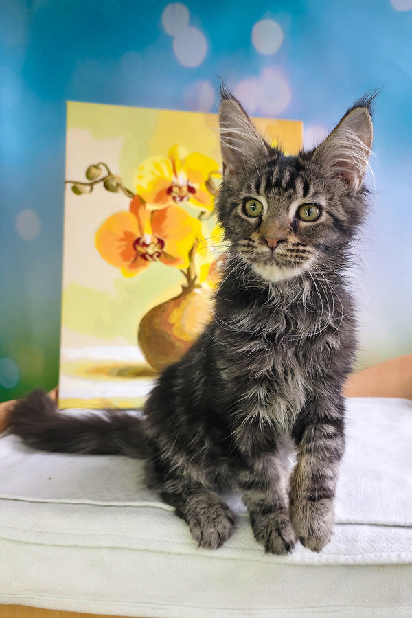 Sandokan | Maine Coon Kitten
