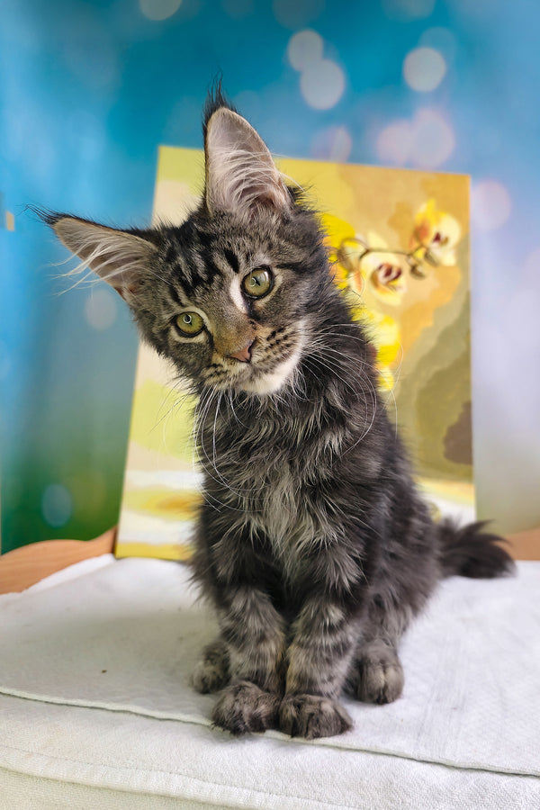 Sandokan | Maine Coon Kitten