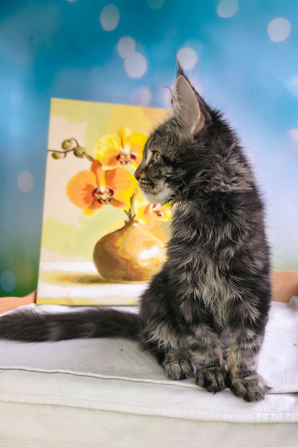 Sandokan | Maine Coon Kitten