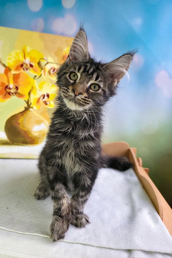 Sandokan | Maine Coon Kitten