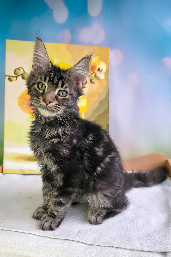 Sandokan | Maine Coon Kitten