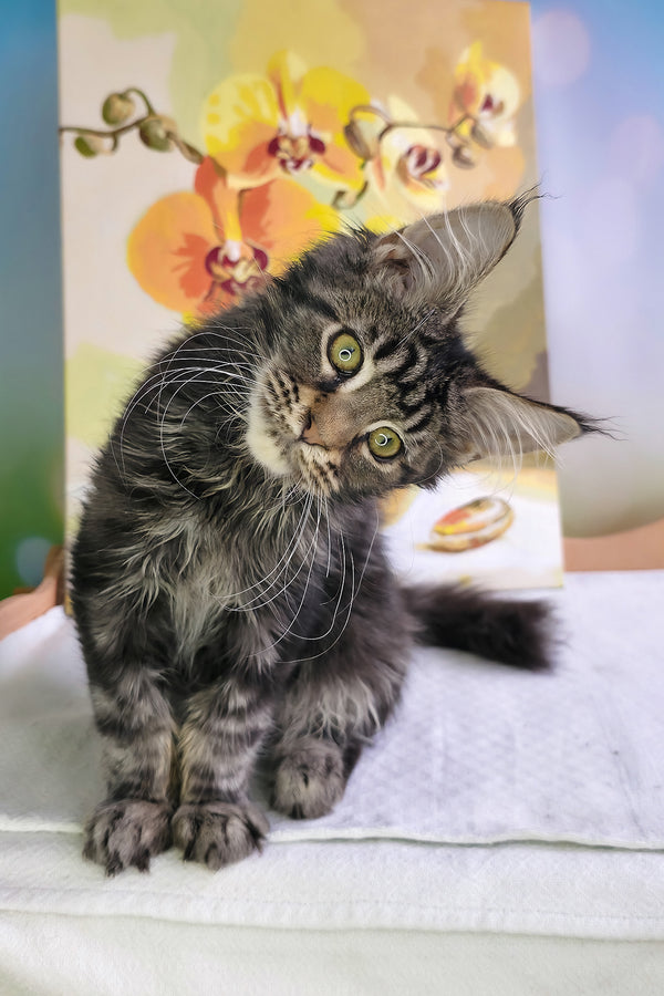 Sandokan | Maine Coon Kitten