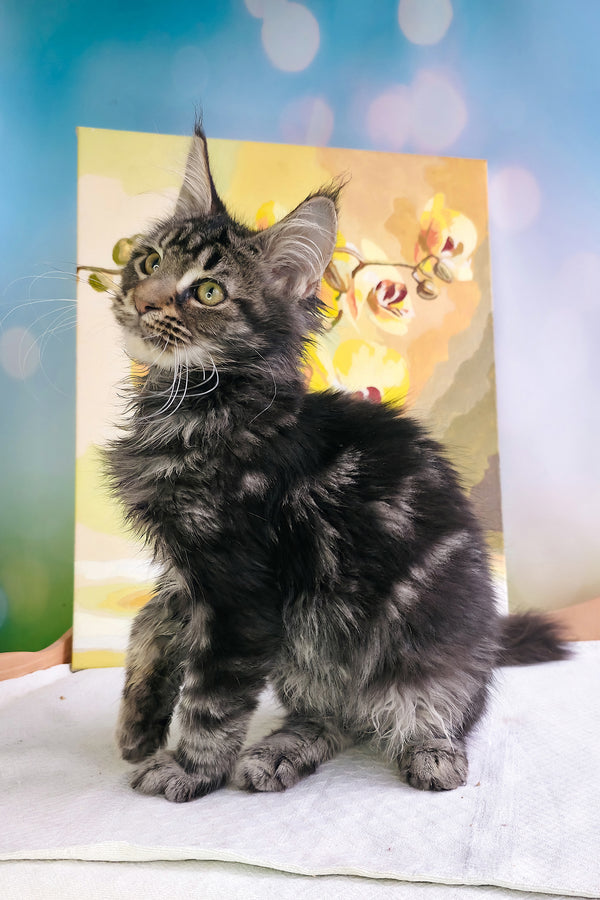 Sandokan | Maine Coon Kitten