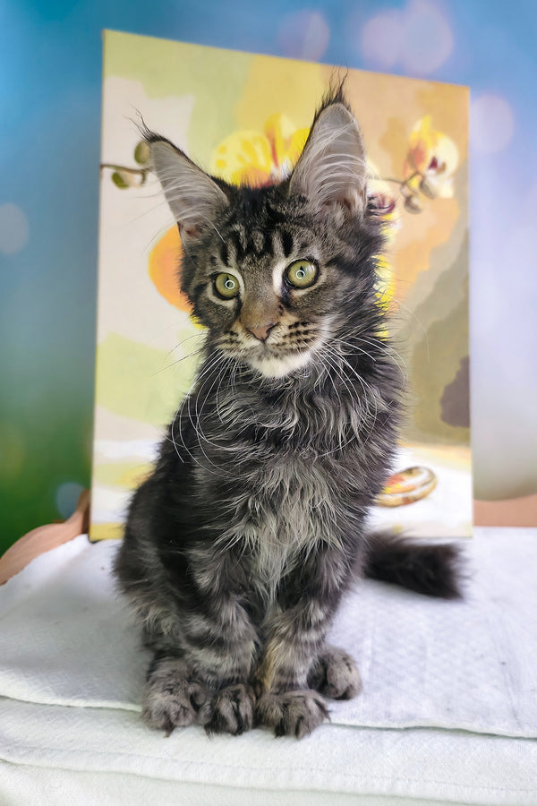 Sandokan | Maine Coon Kitten