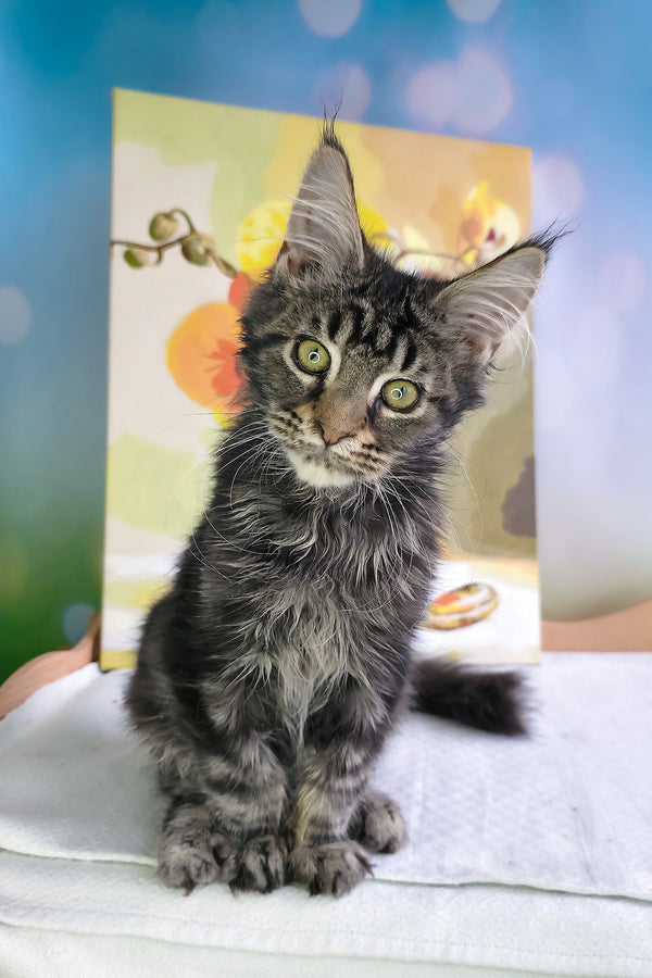 Sandokan | Maine Coon Kitten