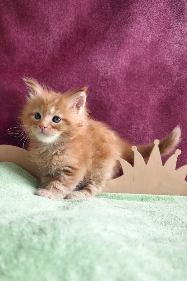 Western | Maine Coon Kitten