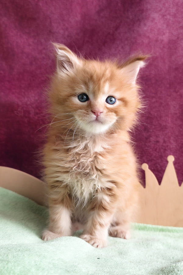 Western | Maine Coon Kitten